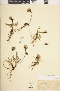 Scorzoneroides autumnalis image