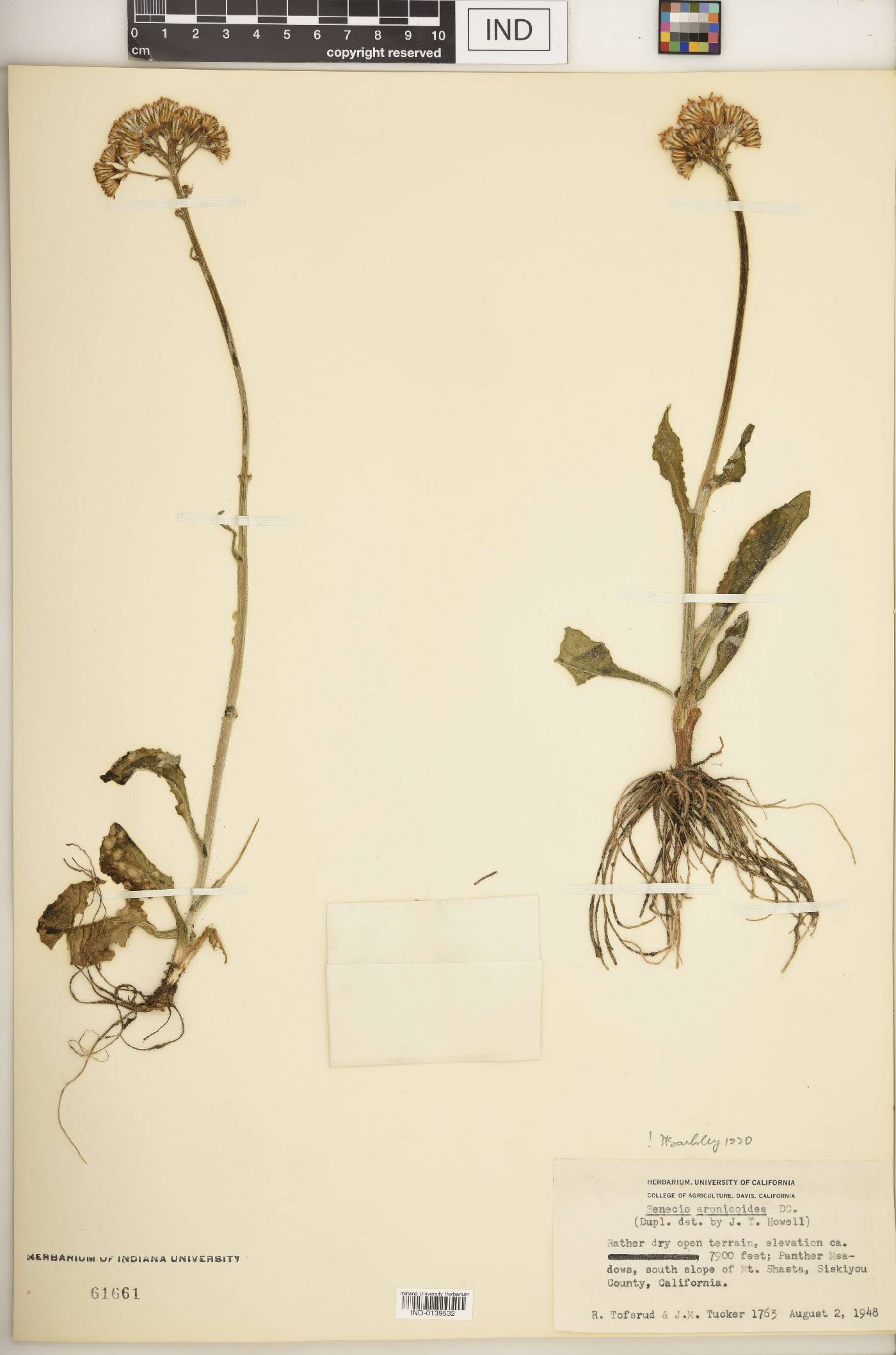 Senecio aronicoides image