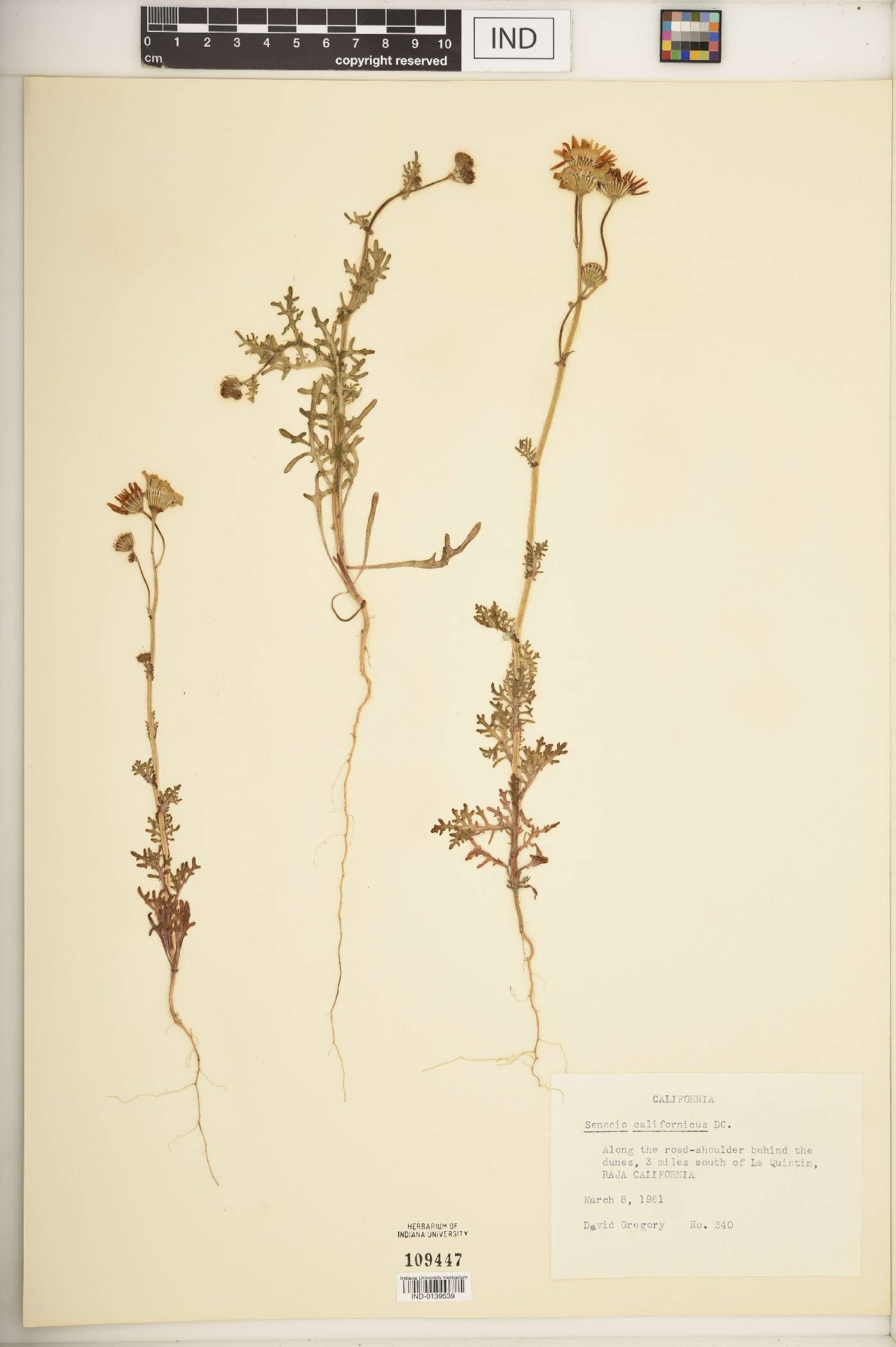 Senecio californicus image