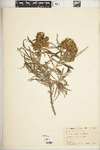 Senecio cinerarioides image