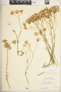 Senecio flaccidus image