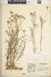 Senecio flaccidus image