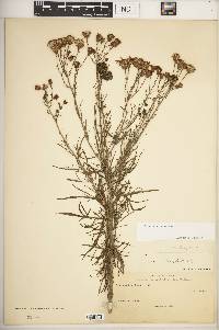 Senecio flaccidus image