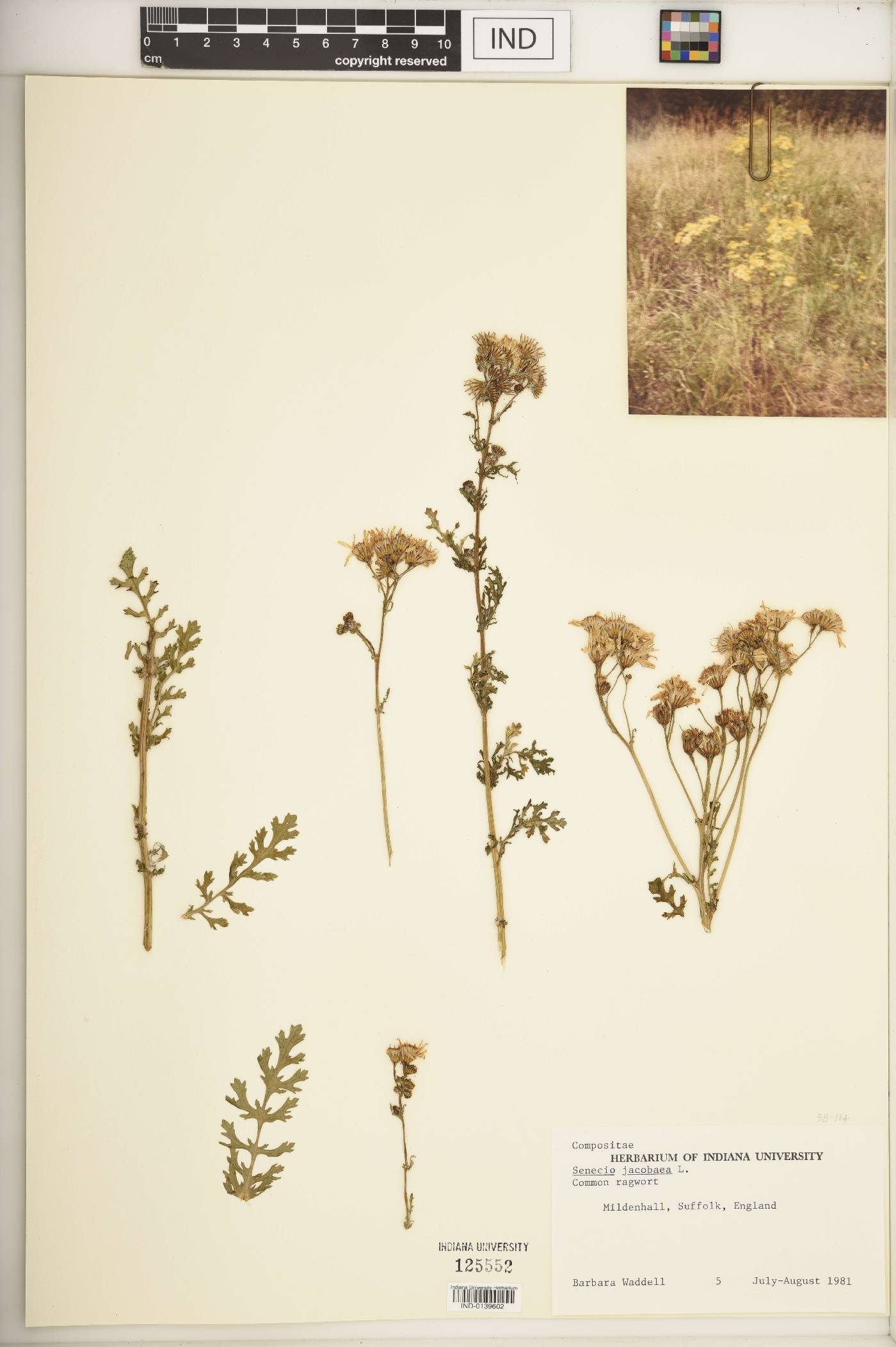 Senecio jacobaea image