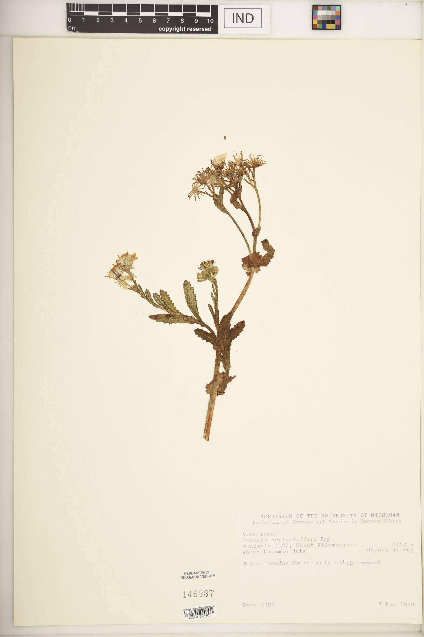 Senecio purtschelleri image