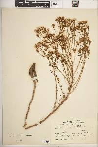 Senecio riddellii image