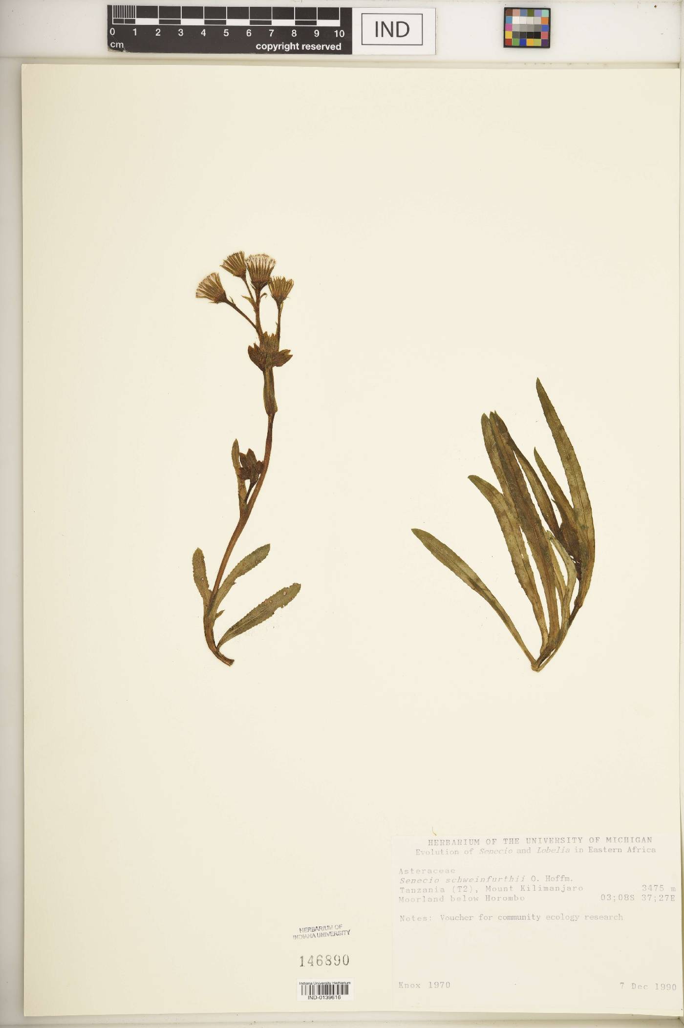 Senecio schweinfurthii image