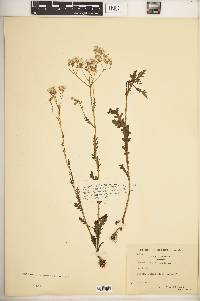 Senecio sylvaticus image