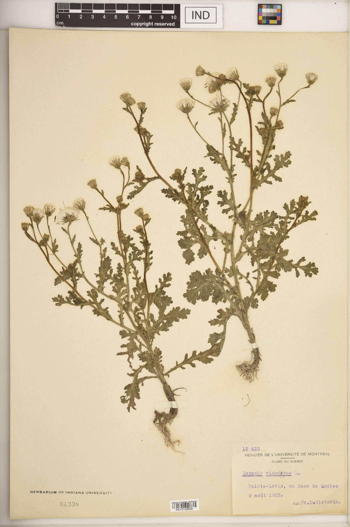 Senecio viscosus image