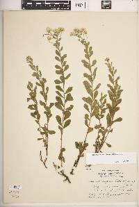 Sericocarpus tortifolius image