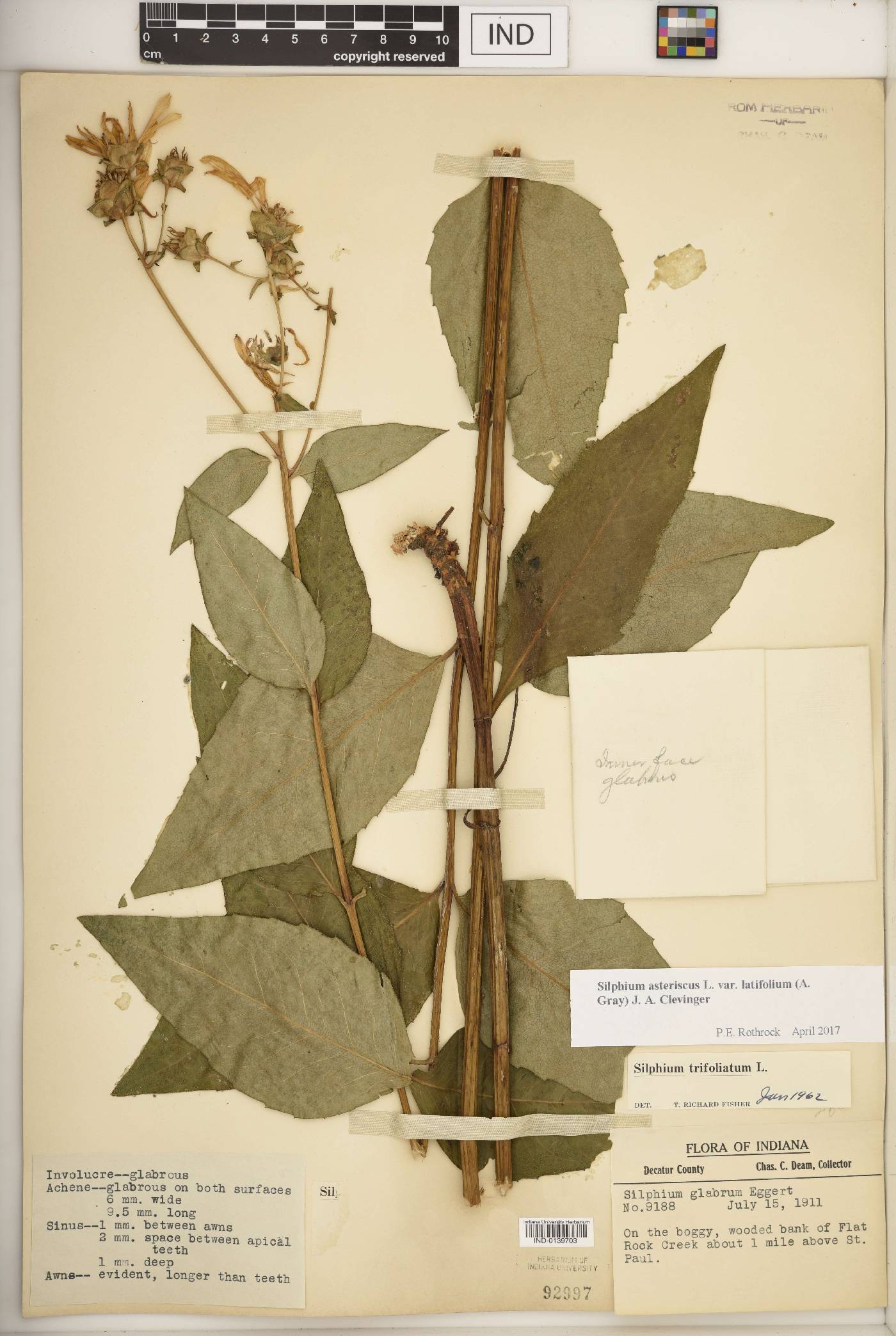 Silphium asteriscus var. latifolium image