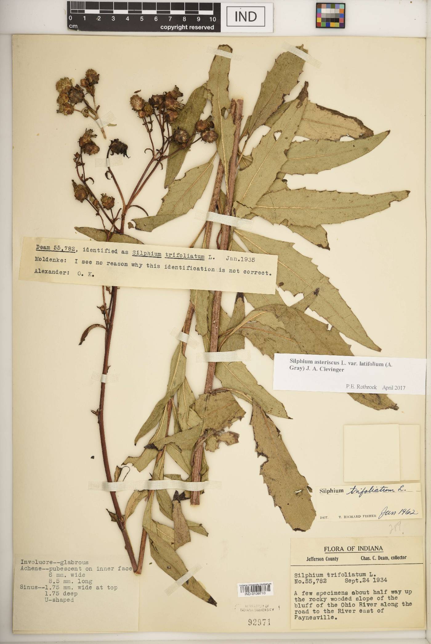 Silphium asteriscus var. latifolium image