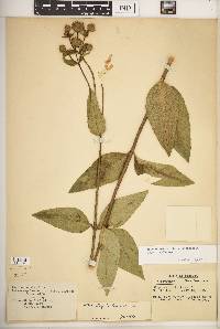 Silphium asteriscus var. latifolium image