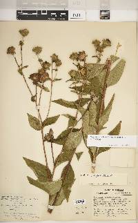 Silphium asteriscus var. trifoliatum image