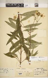 Silphium asteriscus image