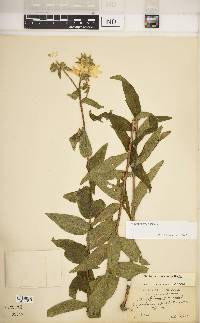 Silphium asteriscus image