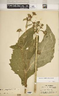 Silphium perfoliatum image