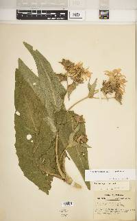 Silphium perfoliatum image