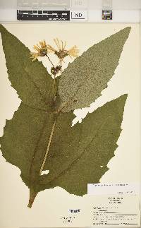 Silphium perfoliatum image