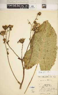 Silphium terebinthinaceum image