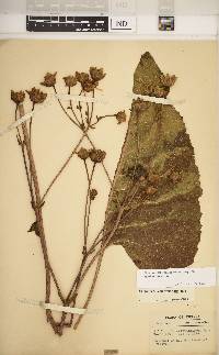 Silphium terebinthinaceum image