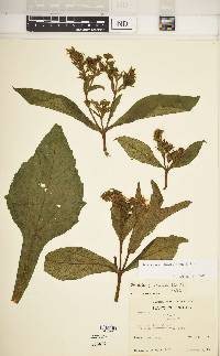 Smallanthus fruticosus image