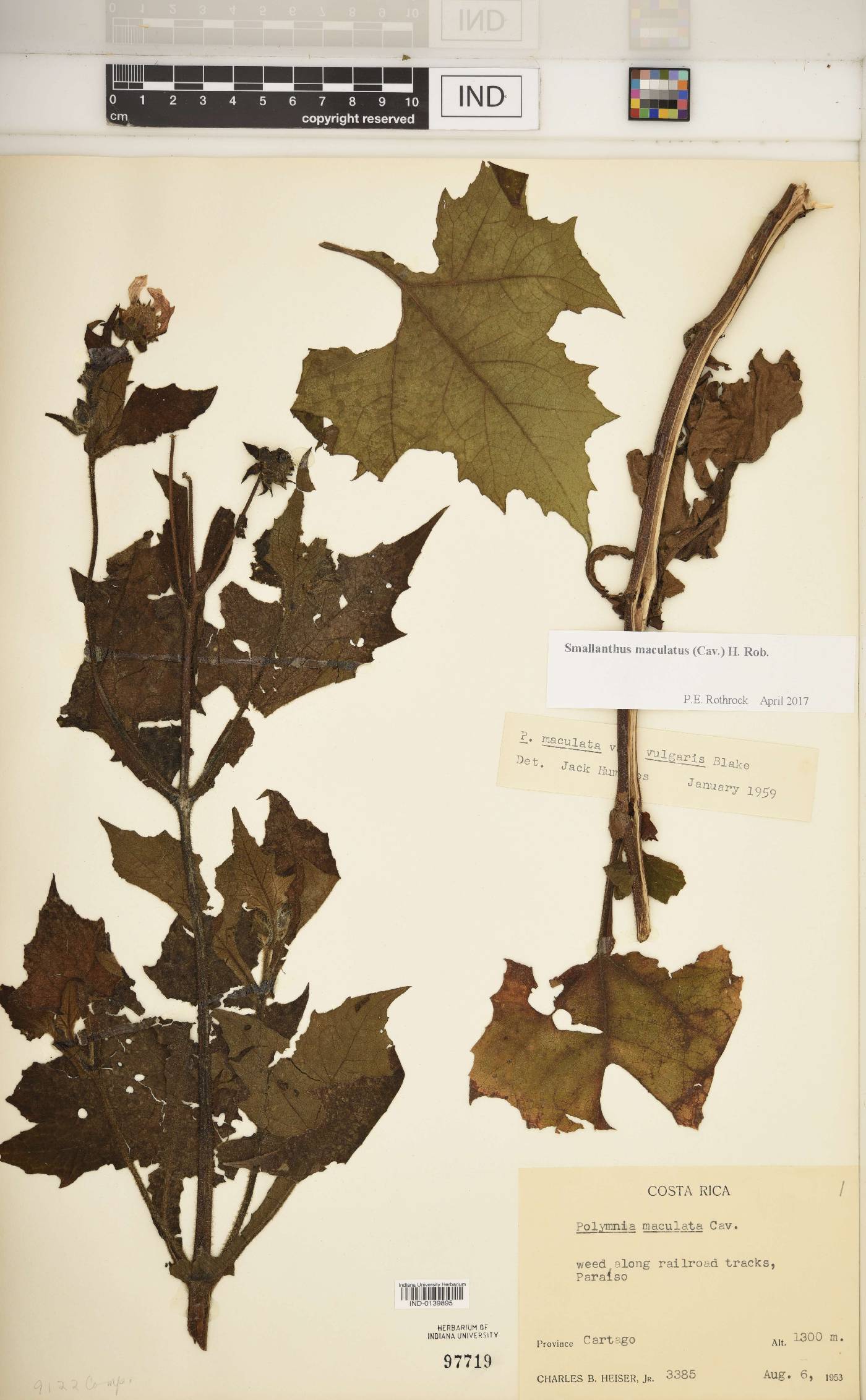 Smallanthus maculatus image