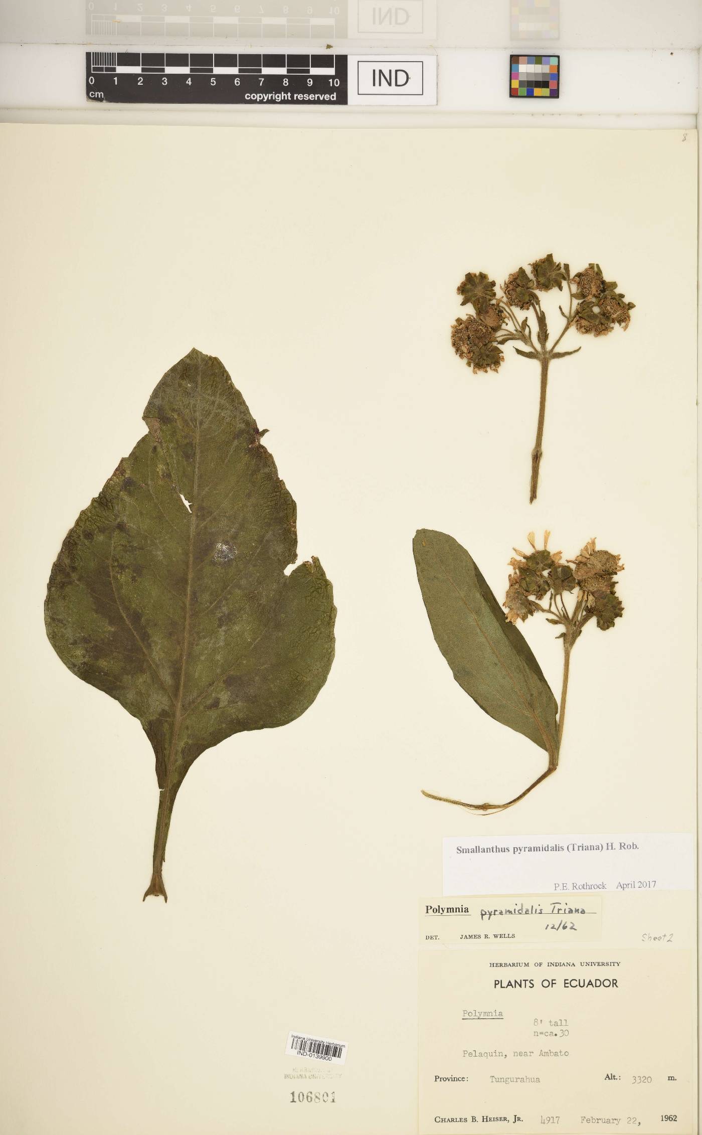 Smallanthus pyramidalis image