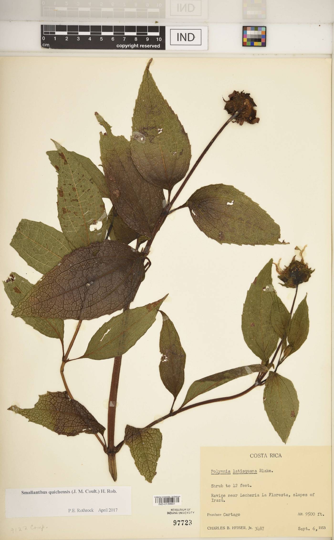 Smallanthus quichensis image