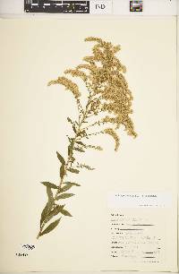 Solidago canadensis var. canadensis image