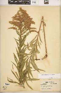 Solidago canadensis var. canadensis image