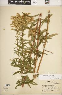 Solidago canadensis var. canadensis image