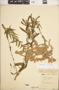 Solidago canadensis var. canadensis image