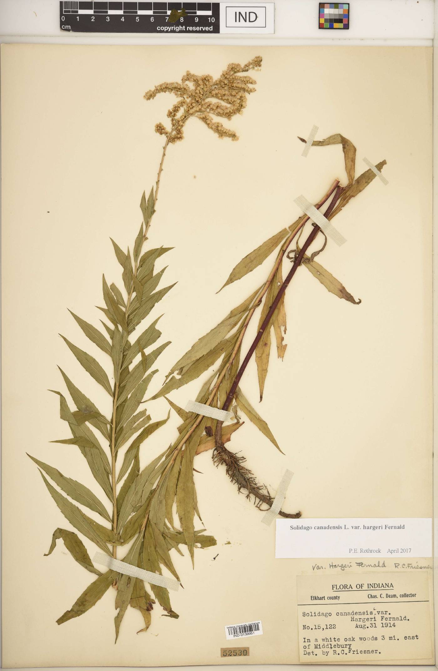 Solidago canadensis var. hargeri image