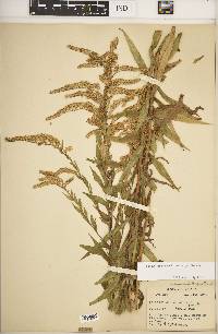 Solidago canadensis var. hargeri image