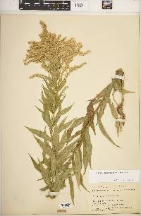 Solidago canadensis var. canadensis image