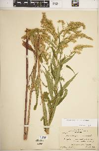 Solidago canadensis var. canadensis image