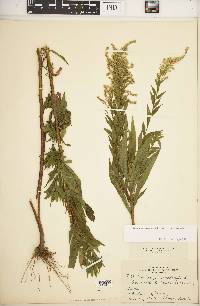 Solidago canadensis var. hargeri image