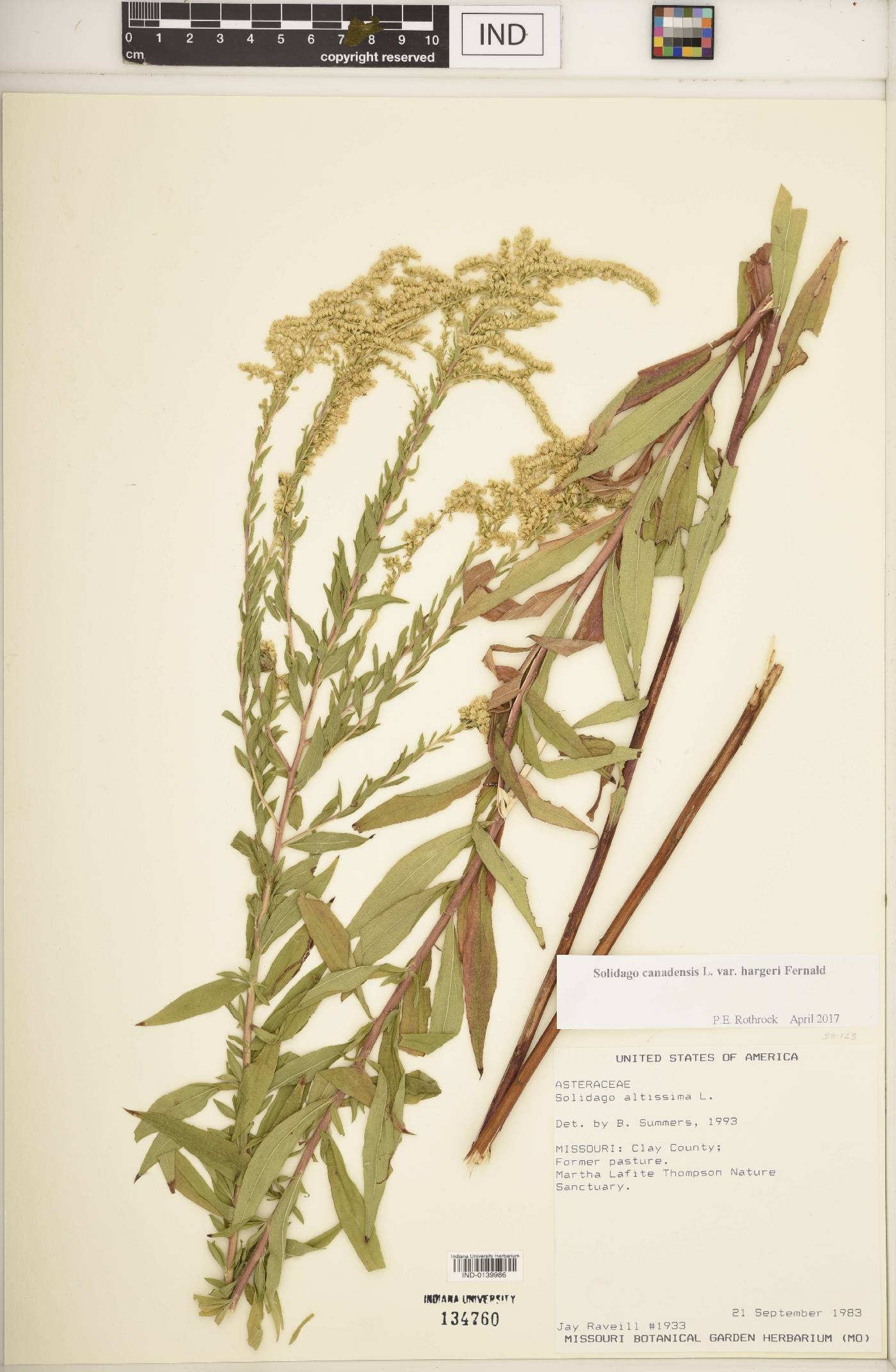 Solidago canadensis var. hargeri image