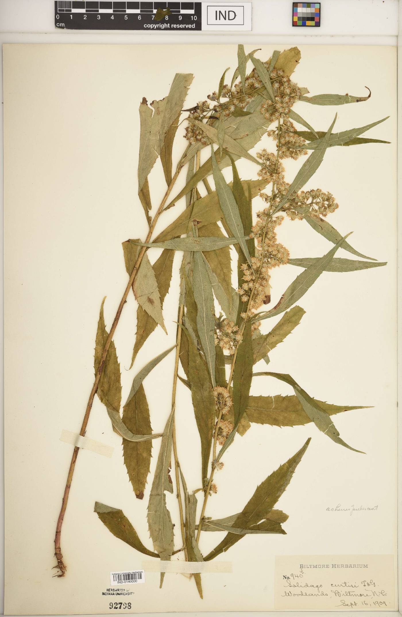 Solidago curtisii image