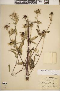 Rudbeckia hirta var. hirta image