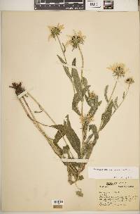 Rudbeckia hirta var. hirta image