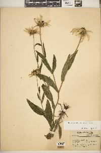 Rudbeckia hirta var. hirta image