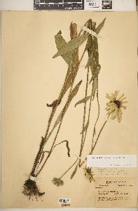 Rudbeckia hirta var. hirta image