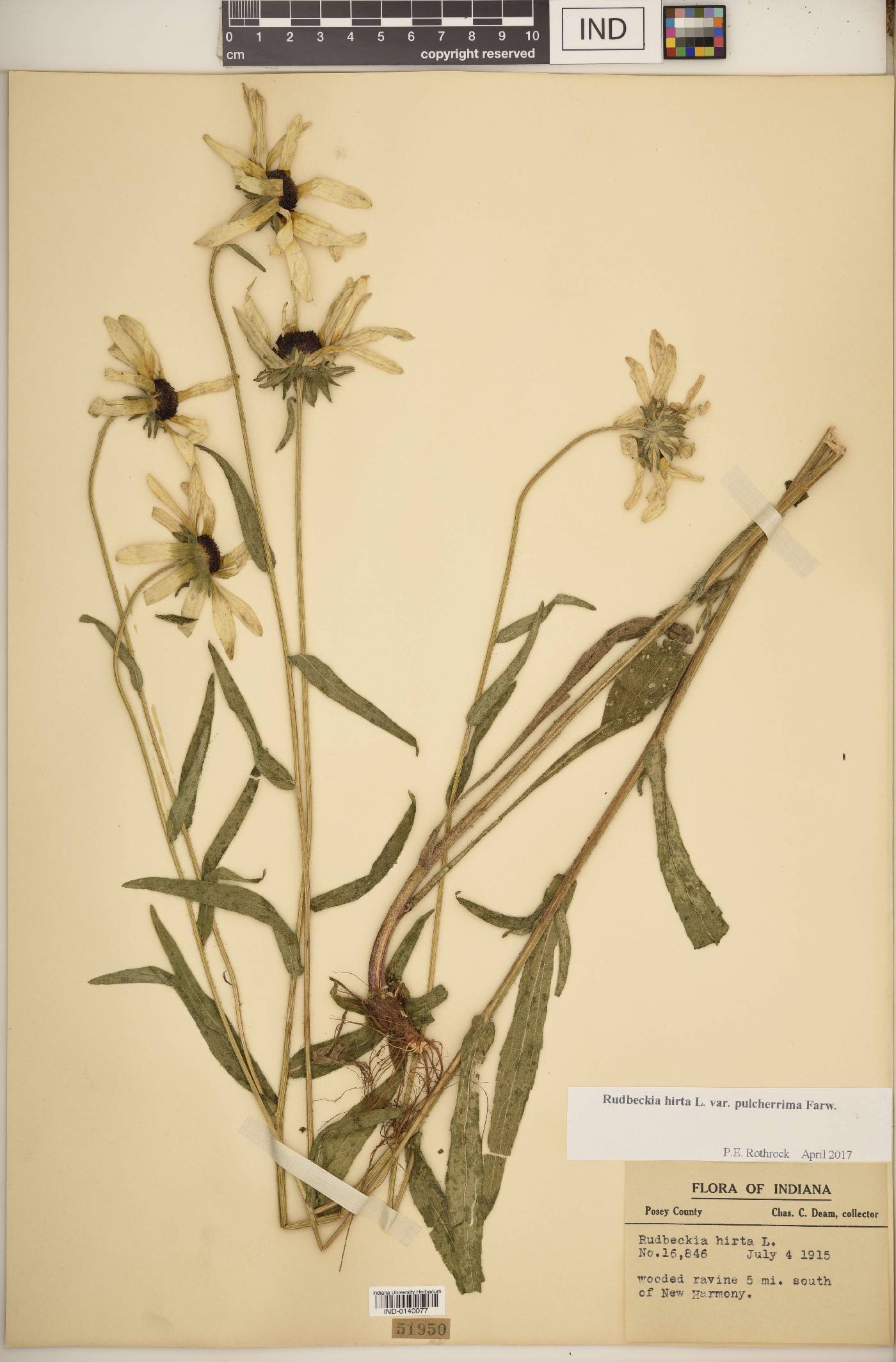 Rudbeckia hirta var. hirta image