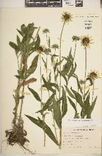 Rudbeckia hirta var. hirta image