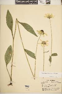 Rudbeckia hirta var. hirta image