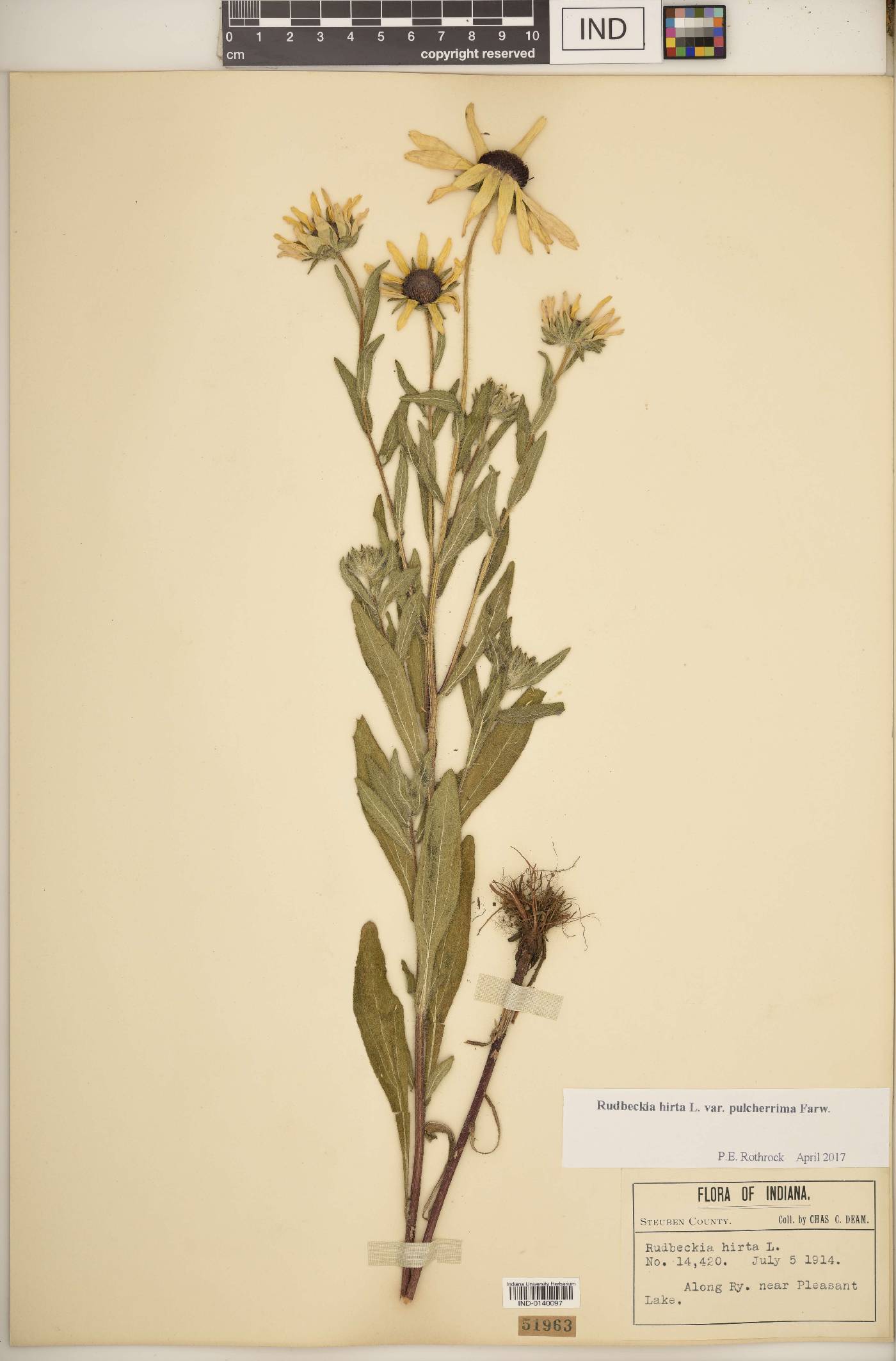 Rudbeckia hirta var. hirta image