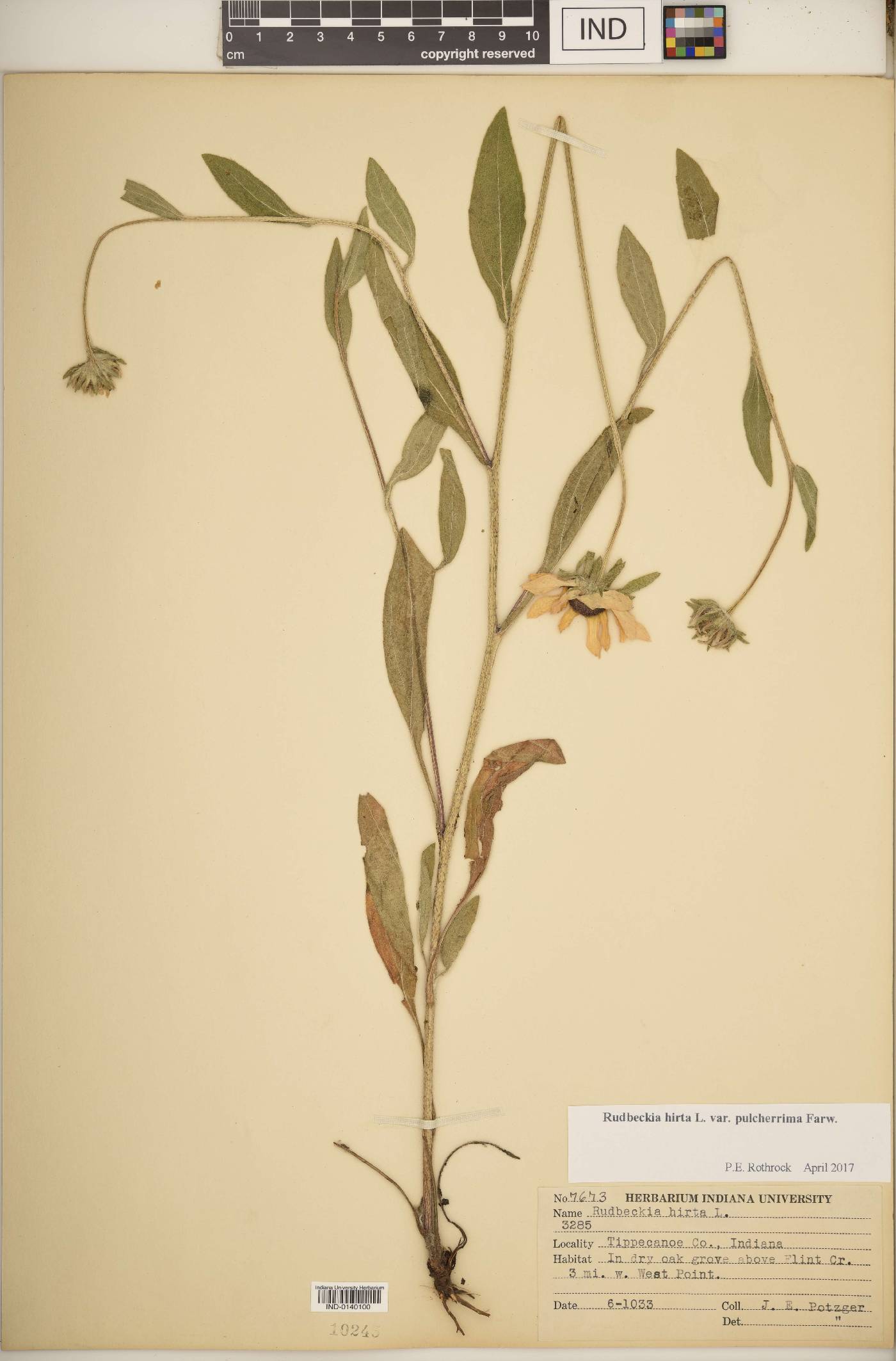 Rudbeckia hirta var. hirta image