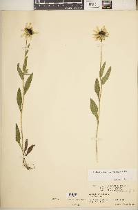 Rudbeckia hirta var. hirta image